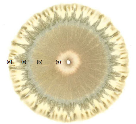 Bodem chroma analyse